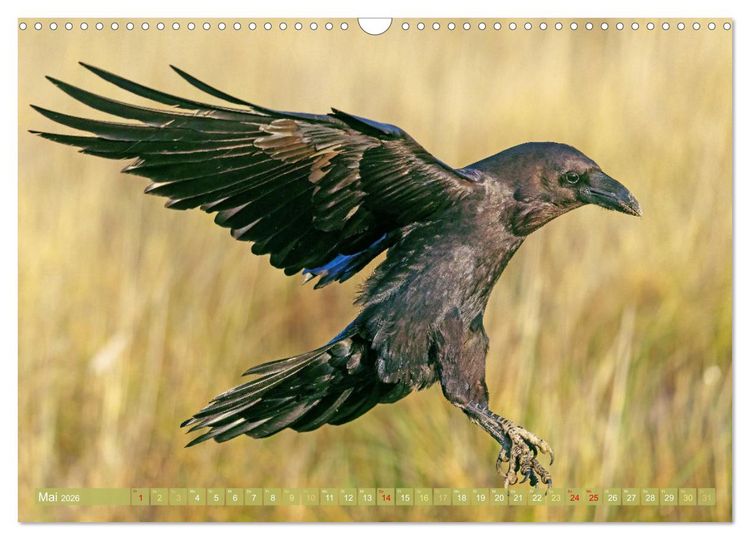 Produktbild: Rabenv&ouml;gel: Schwarz, schlau, sch&ouml;n (Wandkalender 2026 DIN A3 quer), CALVENDO Monatskalender