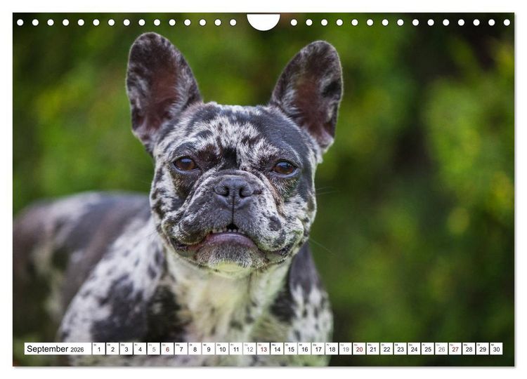 Produktbild: Kleiner Kobold Franz&ouml;sische Bulldogge (Wandkalender 2026 DIN A4 quer), CALVENDO Monatskalender