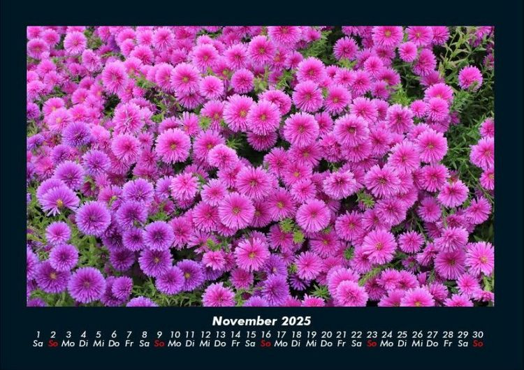 Produktbild: Pflanzen und Bl&uuml;ten 2025 Fotokalender DIN A4