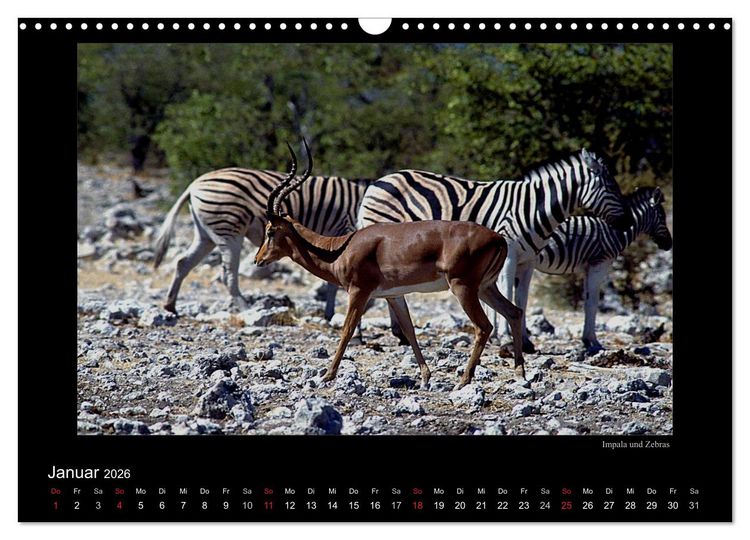 Produktbild: Wildtiere im Etosha Nationalpark (Wandkalender 2026 DIN A3 quer), CALVENDO Monatskalender