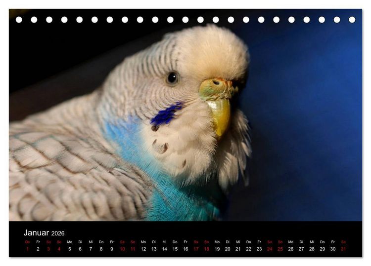Produktbild: Wellensittichtr&auml;ume - Der neue Wellensittich-Naturkalender (Tischkalender 2026 DIN A5 quer), CALVENDO Monatskalender