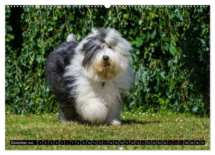 Produktbild: Traumhund Bobtail (hochwertiger Premium Wandkalender 2026 DIN A2 quer), Kunstdruck in Hochglanz
