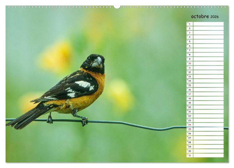 Produktbild: Arizona, une rencontre avec la nature (Calendrier mural 2026 DIN A2 vertical) calendrier de bureau