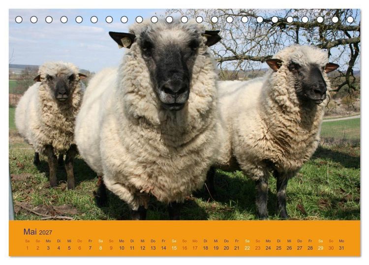 Produktbild: Shropshire Schafe (Tischkalender 2027 DIN A5 quer), CALVENDO Monatskalender