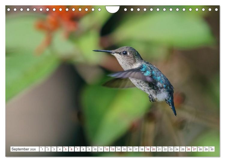 Produktbild: Birds of Cuba Island (Wall Calendar 2026 DIN A4 landscape), CALVENDO 12 Month Wall Calendar