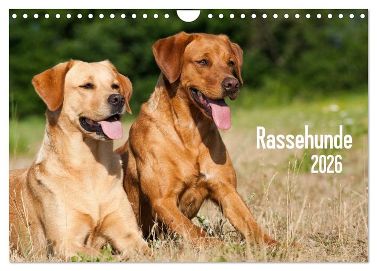 Produktbild: Rassehunde (Wandkalender 2026 DIN A4 quer), CALVENDO Monatskalender