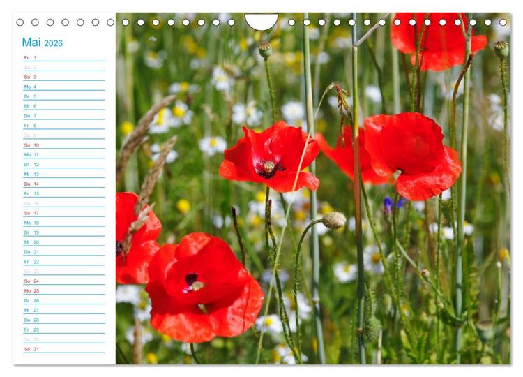 Produktbild: Wundersch&ouml;ner Spreewald (Wandkalender 2026 DIN A4 quer), CALVENDO Monatskalender