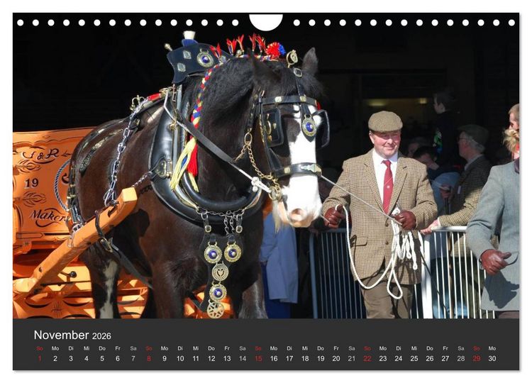 Produktbild: Shire Horse &bull; Prunkvolle Giganten (Wandkalender 2026 DIN A4 quer), CALVENDO Monatskalender