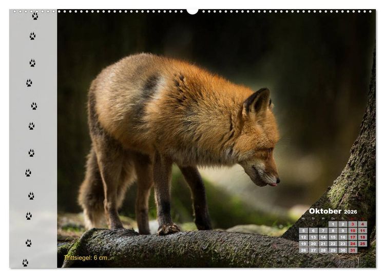 Produktbild: Tierspuren in der Natur (hochwertiger Premium Wandkalender 2026 DIN A2 quer), Kunstdruck in Hochglanz