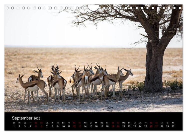 Produktbild: Afrika - Faszination Tierwelt (Wandkalender 2026 DIN A4 quer), CALVENDO Monatskalender