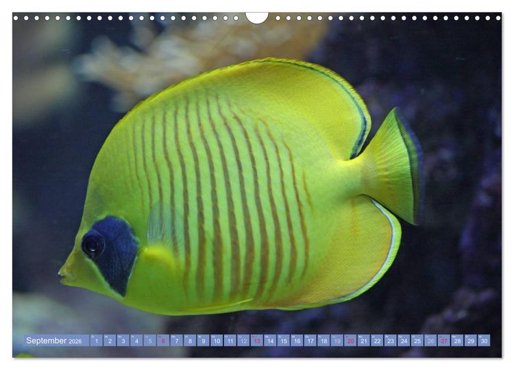 Produktbild: Bunte Welt der Fische (Wandkalender 2026 DIN A3 quer), CALVENDO Monatskalender