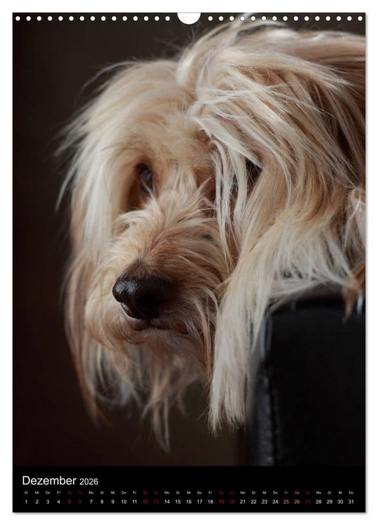 Produktbild: Stille Momente - Die sensible Seite der Hunde (Wandkalender 2026 DIN A3 hoch), CALVENDO Monatskalender