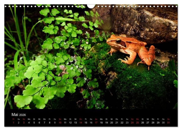 Produktbild: Fr&ouml;sche (Wandkalender 2026 DIN A3 quer), CALVENDO Monatskalender