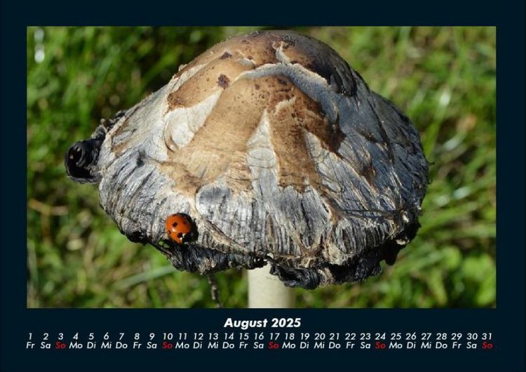 Produktbild: Pilzkalender 2025 Fotokalender DIN A4
