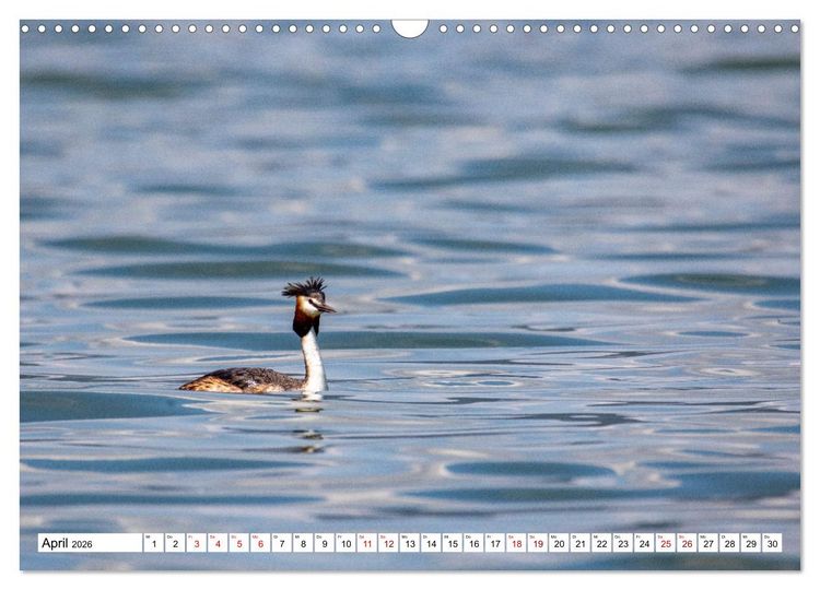 Produktbild: Vogelparadies Volvi-See (Wandkalender 2026 DIN A3 quer), CALVENDO Monatskalender