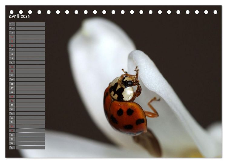 Produktbild: Coccinelles rouges &agrave; points noirs (Calendrier de bureau 2026 DIN A5 vertical), CALVENDO calendrier mensuel
