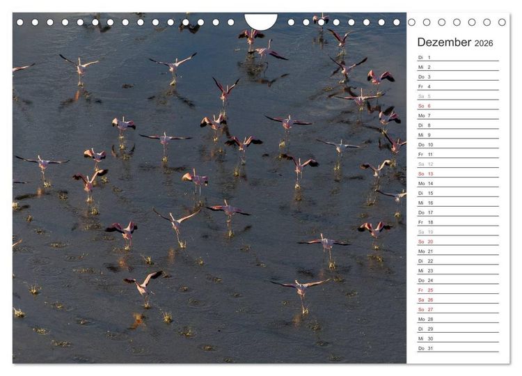Produktbild: Flamingo Impressionen 2026 (Wandkalender 2026 DIN A4 quer), CALVENDO Monatskalender