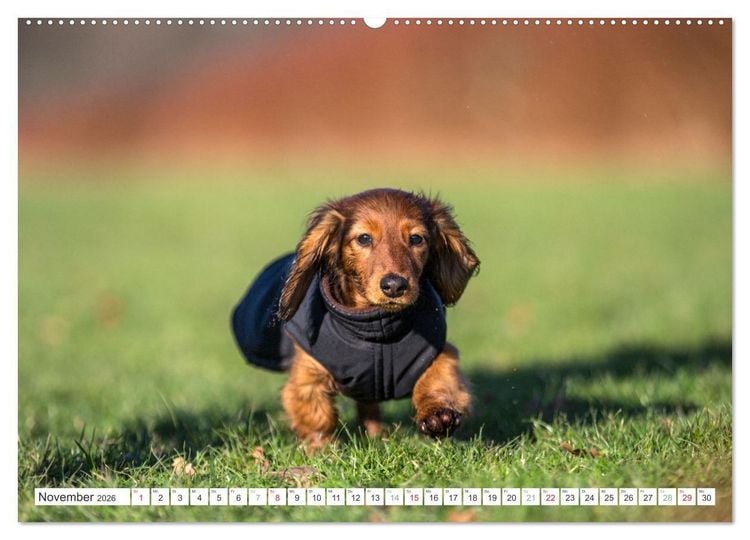 Produktbild: DACKEL... wissen was sie wollen... (und was nicht...) (Wandkalender 2026 DIN A2 quer), CALVENDO Monatskalender
