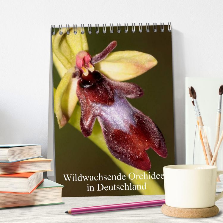 Produktbild: Wildwachsende Orchideen in Deutschland (Tischkalender 2026 DIN A5 hoch), CALVENDO Monatskalender