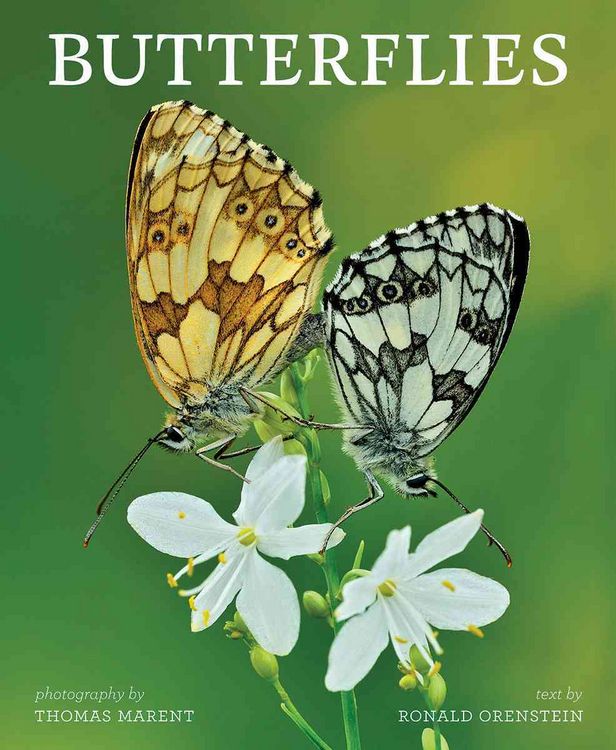Produktbild: Butterflies