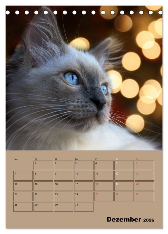Produktbild: Ragdolls zum Verlieben (Tischkalender 2026 DIN A5 hoch), CALVENDO Monatskalender