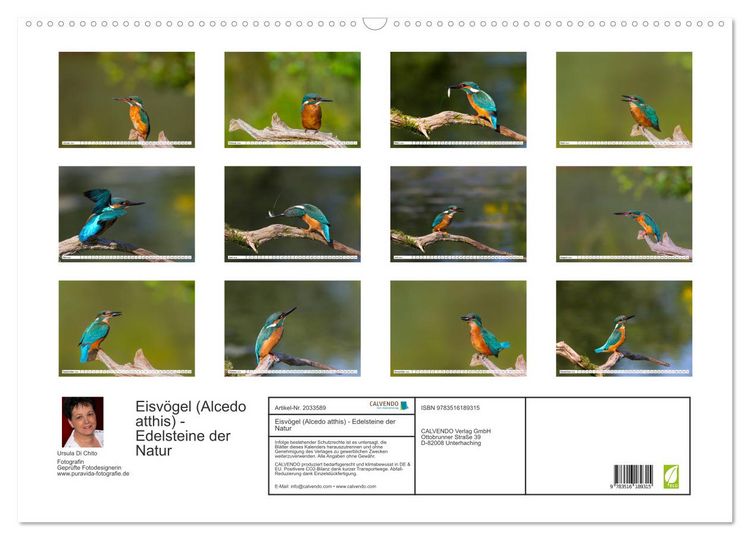 Produktbild: Eisv&ouml;gel (Alcedo atthis) - Edelsteine der Natur (Wandkalender 2026 DIN A2 quer), CALVENDO Monatskalender