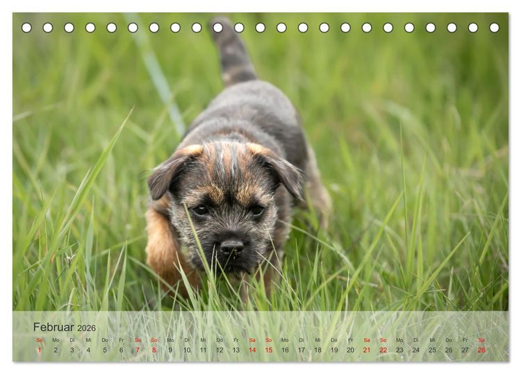 Produktbild: Treue Jagdgef&auml;hrten - Kleine Jagdhunde im Einsatz (Tischkalender 2026 DIN A5 quer), CALVENDO Monatskalender