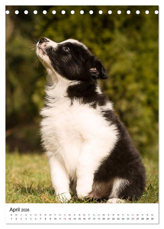 Produktbild: Border Collie Zuckerschnuten (Tischkalender 2026 DIN A5 hoch), CALVENDO Monatskalender
