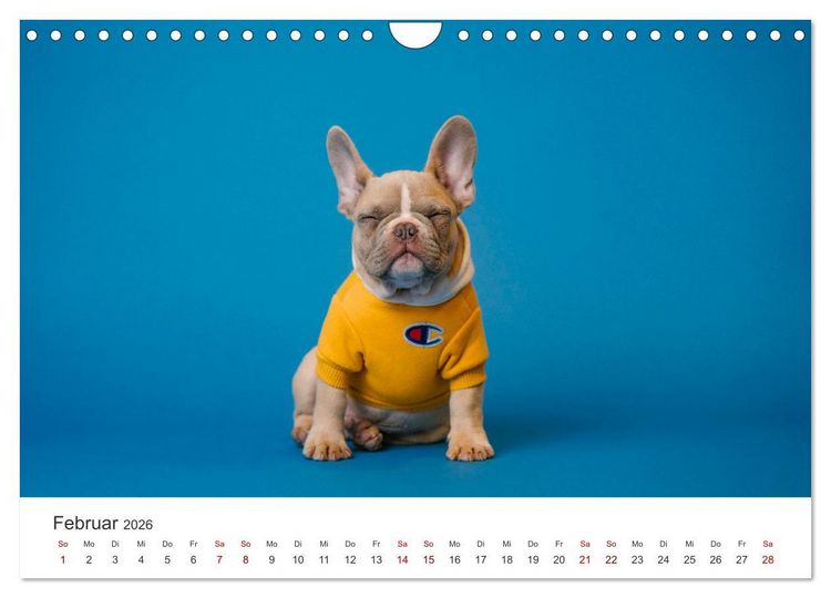 Produktbild: Die Bulldogge Henry (Wandkalender 2026 DIN A4 quer), CALVENDO Monatskalender