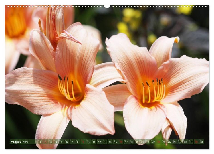 Produktbild: Taglilien im Garten (Wandkalender 2026 DIN A2 quer), CALVENDO Monatskalender