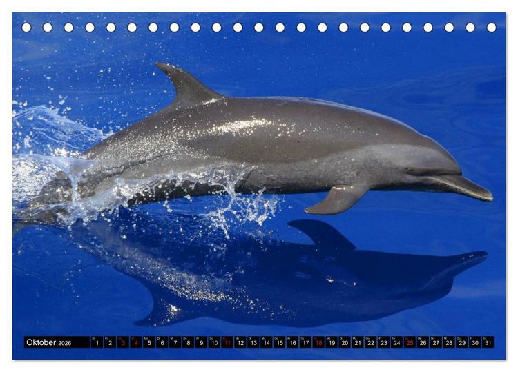 Produktbild: Delfine und Wale (Tischkalender 2026 DIN A5 quer), CALVENDO Monatskalender