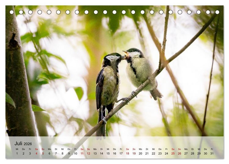 Produktbild: Magische Tiermomente (Tischkalender 2026 DIN A5 quer), CALVENDO Monatskalender