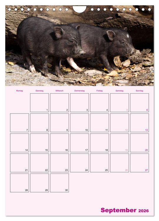 Produktbild: Schweinischer Terminplaner (Wandkalender 2026 DIN A4 hoch), CALVENDO Monatskalender