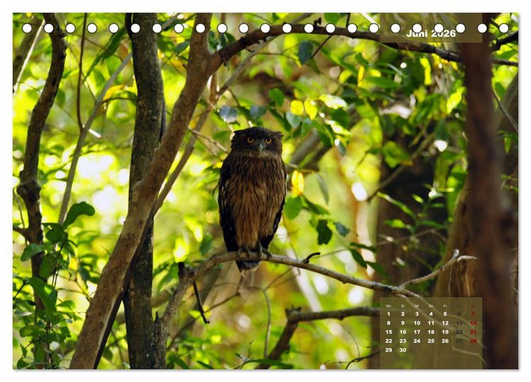 Produktbild: Wilde Tiere Indiens (Tischkalender 2026 DIN A5 quer), CALVENDO Monatskalender