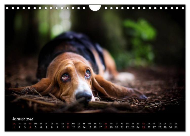 Produktbild: Der Basset, eine LANGE und besondere Liebe (Wandkalender 2026 DIN A4 quer), CALVENDO Monatskalender