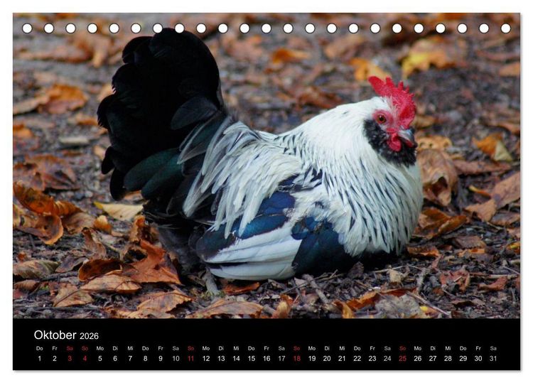 Produktbild: Die Welt der H&uuml;hner (Tischkalender 2026 DIN A5 quer), CALVENDO Monatskalender