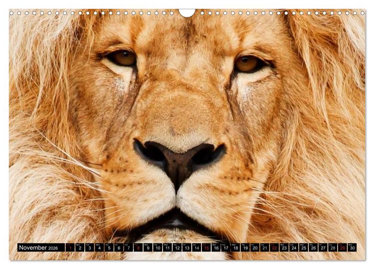 Produktbild: Big Cats &bull; Faces of the most beautiful predators (Wall Calendar 2026 DIN A3 landscape), CALVENDO 12 Month Wall Calendar