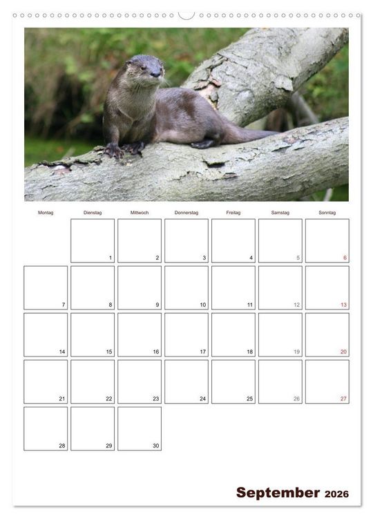 Produktbild: Der Fischotter-Terminplaner (hochwertiger Premium Wandkalender 2026 DIN A2 hoch), Kunstdruck in Hochglanz