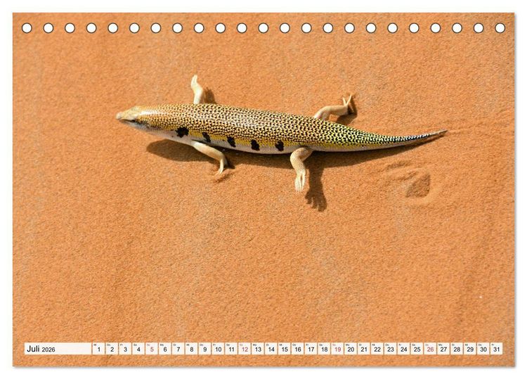 Produktbild: Die SAHARA in Marokko, Faszinierende W&uuml;stenregionen (Tischkalender 2026 DIN A5 quer), CALVENDO Monatskalender