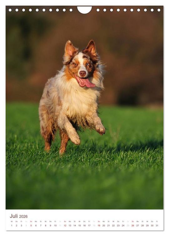 Produktbild: Australian Shepherds (Wandkalender 2026 DIN A4 hoch), CALVENDO Monatskalender