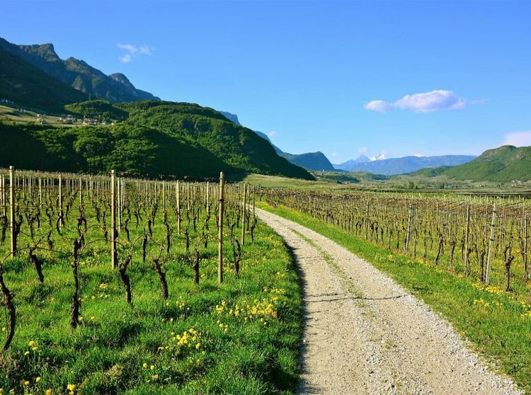 Produktbild: Im Etschtal nahe Tramin (Puzzle)