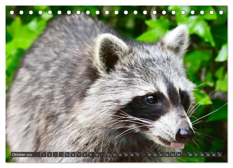 Produktbild: Besuch vom Waschb&auml;r (Tischkalender 2026 DIN A5 quer), CALVENDO Monatskalender