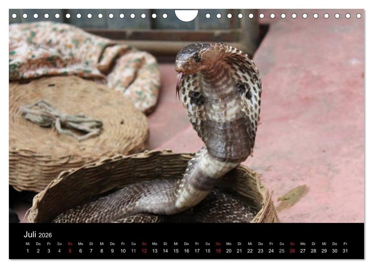 Produktbild: Schlangen (Wandkalender 2026 DIN A4 quer), CALVENDO Monatskalender