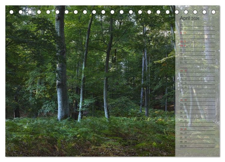 Produktbild: Unser Wald - Magische Sichten in norddeutsche W&auml;lder / Geburtstagskalender (Tischkalender 2026 DIN A5 quer), CALVENDO Monatskalender
