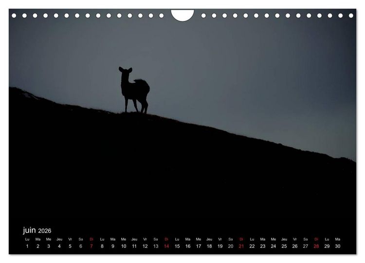 Produktbild: Saint-Pierre et Miquelon &agrave; l'&eacute;tat sauvage (Calendrier mural 2026 DIN A4 vertical), CALVENDO calendrier mensuel