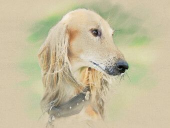 Produktbild: CALVENDO Puzzle Ein Motiv aus dem Kalender Saluki Portraits | 1000 Teile Lege-Gr&ouml;&szlig;e 64x48cm Foto-Puzzle f&uuml;r gl&uuml;ckliche Stunden