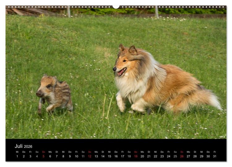 Produktbild: Ziva und ihre Freunde (hochwertiger Premium Wandkalender 2026 DIN A2 quer), Kunstdruck in Hochglanz