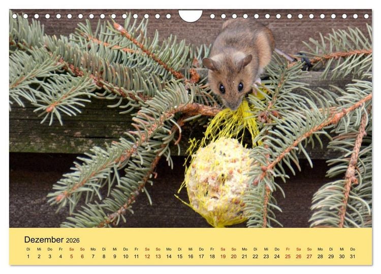Produktbild: ... hier kommt die Maus ... (Wandkalender 2026 DIN A4 quer), CALVENDO Monatskalender