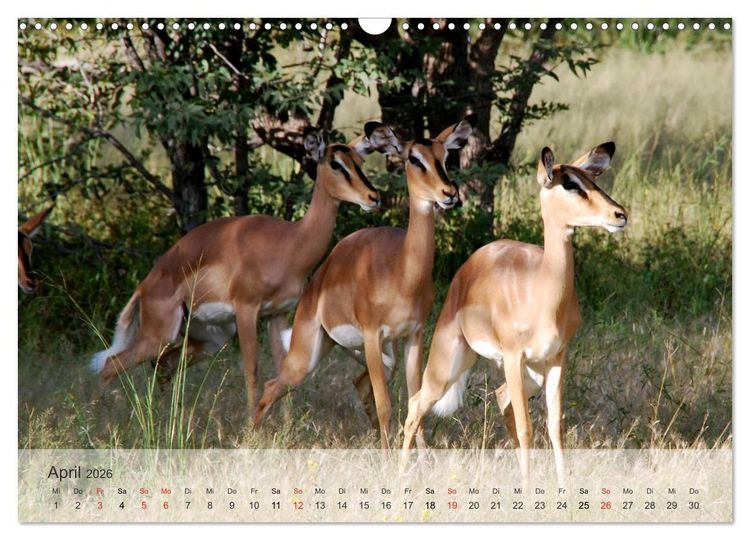 Produktbild: Afrikas sch&ouml;ne Tierwelt (Wandkalender 2026 DIN A3 quer), CALVENDO Monatskalender
