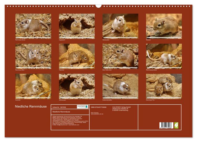 Produktbild: Niedliche Rennm&auml;use (Wandkalender 2026 DIN A2 quer), CALVENDO Monatskalender